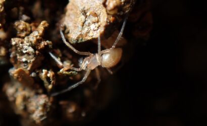 瀧谷洞探検ケイビング・周辺探索・ABC清掃